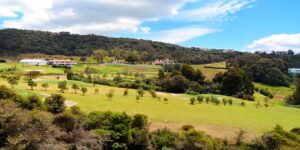 Vivir en la sabana de B